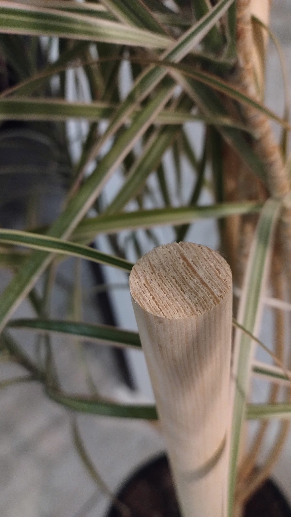 Drewniane tyczki ogrodowe 60 cm w zestawie 5 sztuk – ekologiczne i trwałe podpory do roślin, warzyw oraz kwiatów.