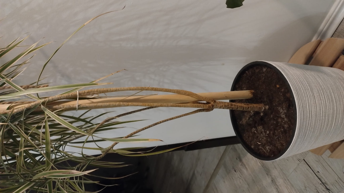 Wooden support stake for plants 5 pcs - 60 cm | Wooden stake for flowers | Garden stake for supporting plants | Ecological support