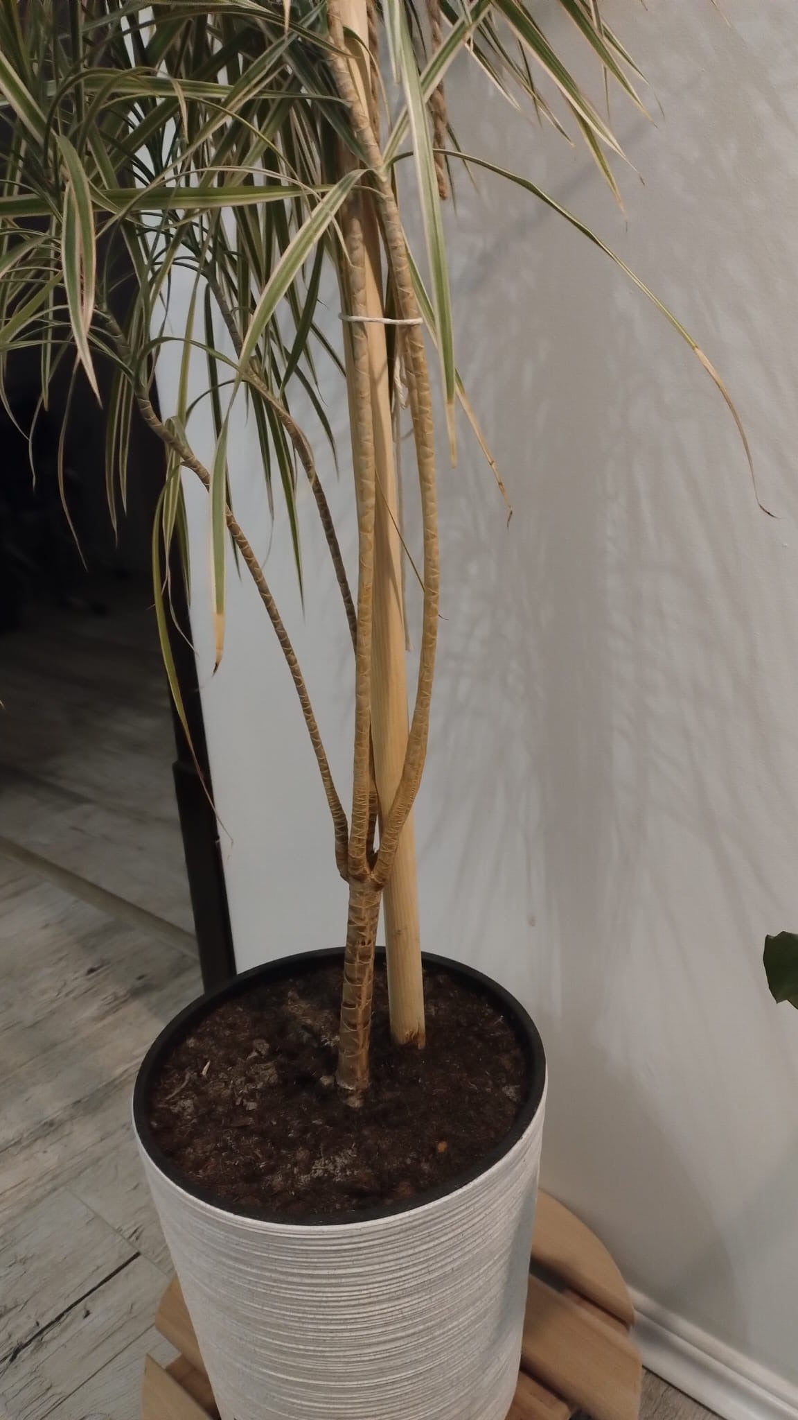 Zestaw 5 drewnianych tyczek ogrodowych o długości 60 cm – naturalne, ekologiczne podpory do roślin doniczkowych i ogrodowych.